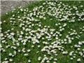 Tratinčice